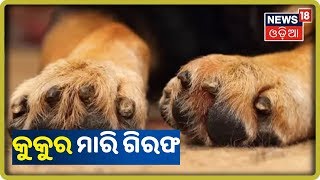 ରାଜଧାନୀରେ କୁକୁର ମାରି ଗିରଫ