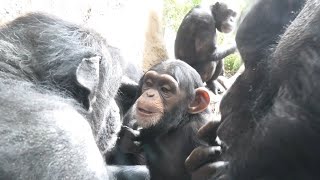 蜜のようなケンジの花、いや鼻だ　よこはま動物園ズーラシア　チンパンジー