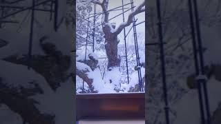 猛暑時は雪景色が観たいネ