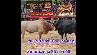 คลิปวัวชนย้อนหลัง ผลการชน โหนดนรวีร์วันมีชัย (บัดดี้)VS ขาวงามเพชรสกุลวัง (บักลาย)