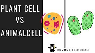 Plant cell vs Animal cell ( Compare and Contrast )