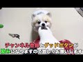 【新技披露？】愛犬に新しいオモチャをあげたら何故か攻撃されました…w（ポメラニアン）