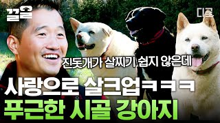 [#고독한훈련사] 진돗개가 살 찌기 쉽지 않은데..🤔 강형욱 당황시킨 털찐 (X) 살찐 (O) 진돗개🐶 반려인의 사랑 듬뿍 받아 포동포동 살크업 제대로 한 푸근~한 시골 강아지