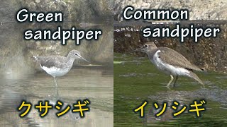 クサシギとイソシギ。Green sandpiper and common sandpiper.