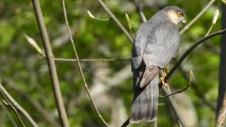 #35 Sperber stört Spatzen Hochzeit, Sparrows just married, as #sparrowhawk arrives @kiezfoto-berlin