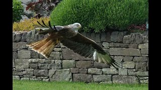 The Red Kite's Ascent - A Symphony of Air and Wing