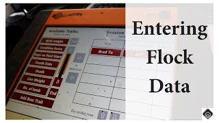 Entering Sheep Data on the Gallagher Tsi (PART 2):  Vlog 72