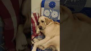Dogs funny reaction to entering optical illusion rug! #shorts