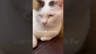 猫カフェの〔まるちゃん〕がすごく可愛くて、1番のお気に入り(￣▽￣)   #shorts #cat #猫 #猫カフェ #日なたの窓 #デブ猫