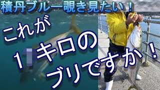 積丹ブルー覗き見たい！これが1○キロのブリですか！！？