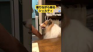 唸りながら怒るシェルティ