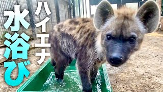 ハイエナの初めての水浴びのリアクションが予想外過ぎた！Hyena's first bath