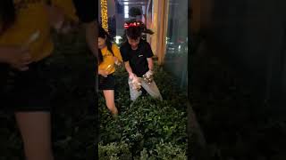 这是我见过身上跳蚤最多的小猫咪#我和流浪猫的故事 #被迫养猫 #领养代替购买