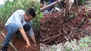 这家伙吃起来酸得流口水,孕妇的最爱,欢子连根带叶直接挖回去了 【欢子TV】