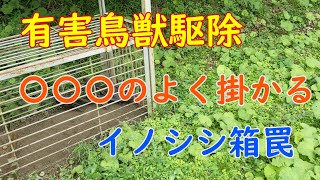 20200716［有害駆除］イノシシ箱罠で〇〇〇捕獲駆除　〇〇〇がよく掛かる不思議なイノシシ箱罠