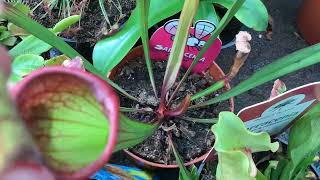 Vleesetende planten bij het tuincentrum global Garden