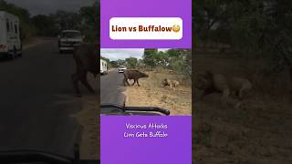 #lionvsbuffalo #fight.. #animalshorts #animalfights #lionfight #trending #viral #shorts #animals