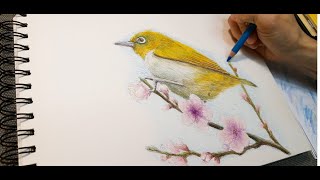 White-eye bird｜Color pencil drawing