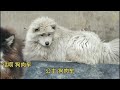 今日在大院的宝贝们 小九、糯米、格格、小公主 、公主dog rescue in china 20220517