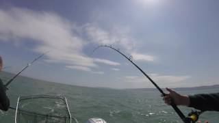 Welsh boat record Conger Eel - Tense moments