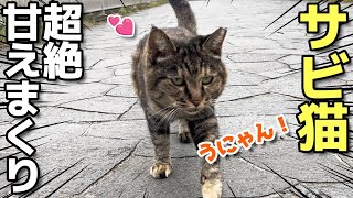 にゃーにゃーすりすり甘えまくり！超絶かわいいサビ猫ちゃん😸（野良猫•地域猫）🐈