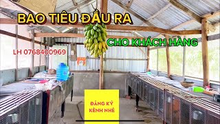 BAO TIÊU ĐẦU RA CHO KHÁCH HÀNG LH 0768400969