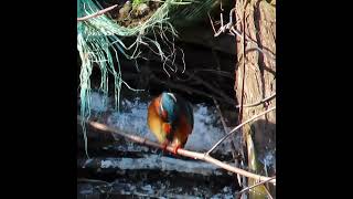 カワセミ調布地区お母さんショート 2024 11 26 #カワセミ #野鳥 #birds #wildlife #nature #自然観察ぶらり散歩