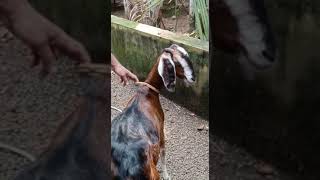 Beautiful Malabari Cross Goats. #animals #pets #petflix #bird #goat #farming #farm