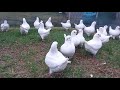 White King Pigeon (madnia king pigeons)