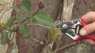 Guide To Looking After Honeysuckle