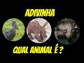 Adivinha o animal. São mais de 50 animais para você adivinhar