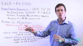 DNA Repair | How the DNA Proofreads and Repairs Damage, Types of DNA Damage