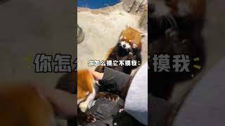 小熊猫：这是真熊竞现场 小熊猫 萌化了 可爱到爆炸💥 动物 萌宠