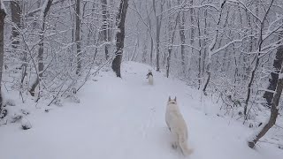 【KENMIN NO MORI】2024-12-6 愛犬散歩を岩手県民の森で 4K