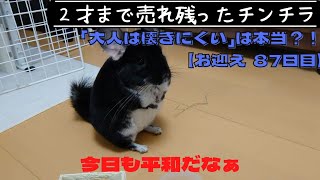 【87日目】２才のチンチラをお迎えしても懐いてくれるのか！？【日常が幸せ】