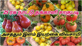 25 ரக நாட்டு தக்காளிகள் ஒரே இடத்தில் 4 வருடமாக சேகரித்து வளர்க்கும் இயற்கை விவசாயி