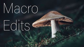 Macro focus stack and editing tutorial: Photoshop and Lightroom ideas and tips