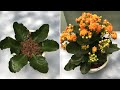 How to propagated yellow kalanchoe from single leaf