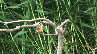 2020.7.28　東京上野鳥散歩・カワセミ