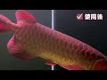 【實際使用】燈匠廣角調光 龍魚激色燈