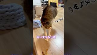 威嚇レベル100 #猫