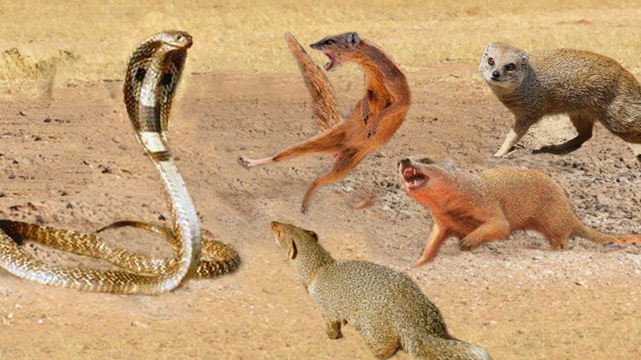 Mongoose Fighting King Cobra