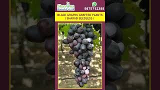 BLACK GRAPES GRAFTED PLANTS( SHARAD SEEDLESS ) #shorts #short #shortvideo