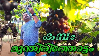 തമിഴ്നാട്ടിലെ കമ്പം മുന്തിരിത്തോട്ടം/Cumbam grape farm/Malayalam vlog