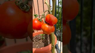 🍅 Cultivar y cosechar Tomates en Casa | Sembré Tomate en maceta Huerto Urbano Huerto en Casa