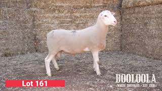 Lot 161