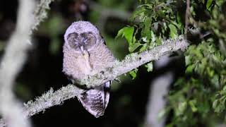 東方灰林鴞 Himalayan Owl