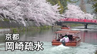 京都・岡崎疏水　Cherry blossoms in Okazaki Canal, Kyoto　岡崎さくら回廊