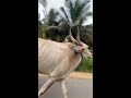 bullock cart village life bullockcart