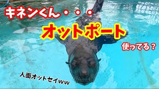 オットポート使ってくれてますか？【ミナミアメリカオットセイ】